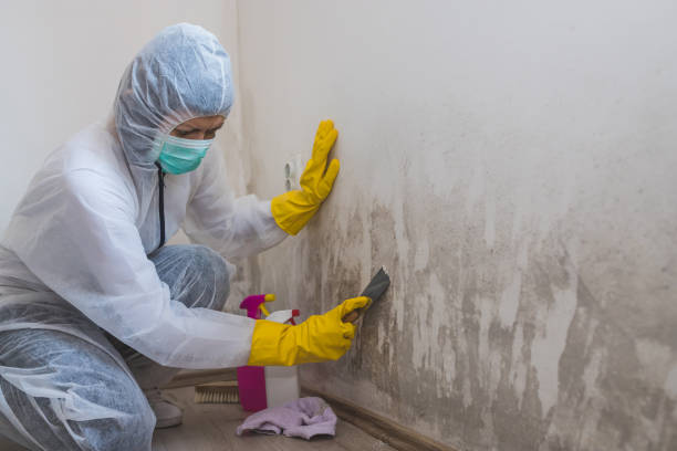 Best Industrial Mold Remediation in Cortland, OH