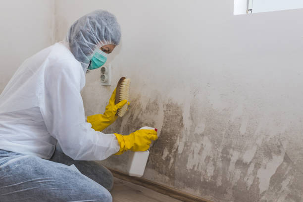 Best Kitchen Mold Remediation in Cortland, OH