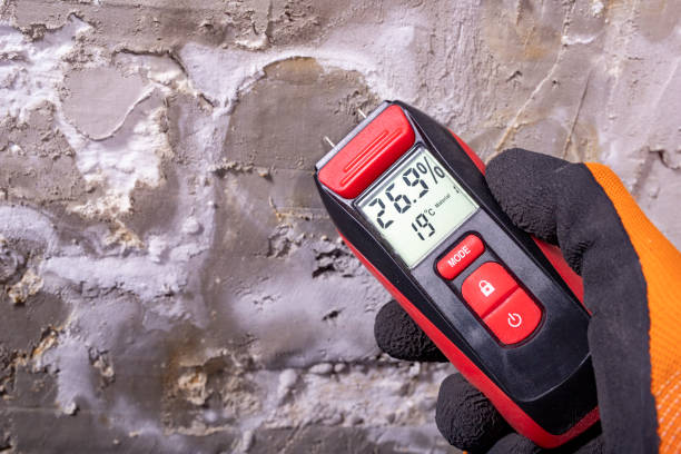 Best Basement Mold Remediation in Cortland, OH