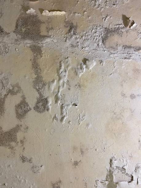 Reliable Cortland, OH Mold Remediation Solutions