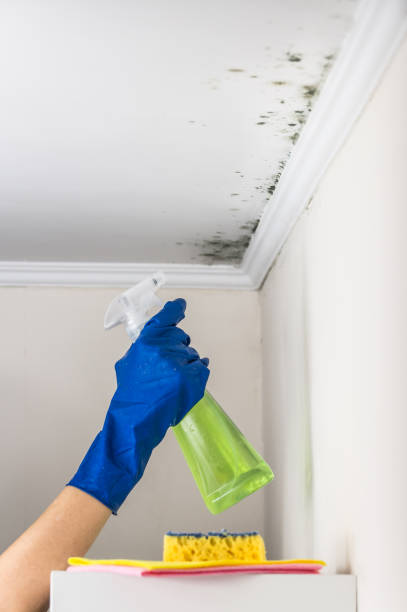 Best Bathroom Mold Remediation in Cortland, OH